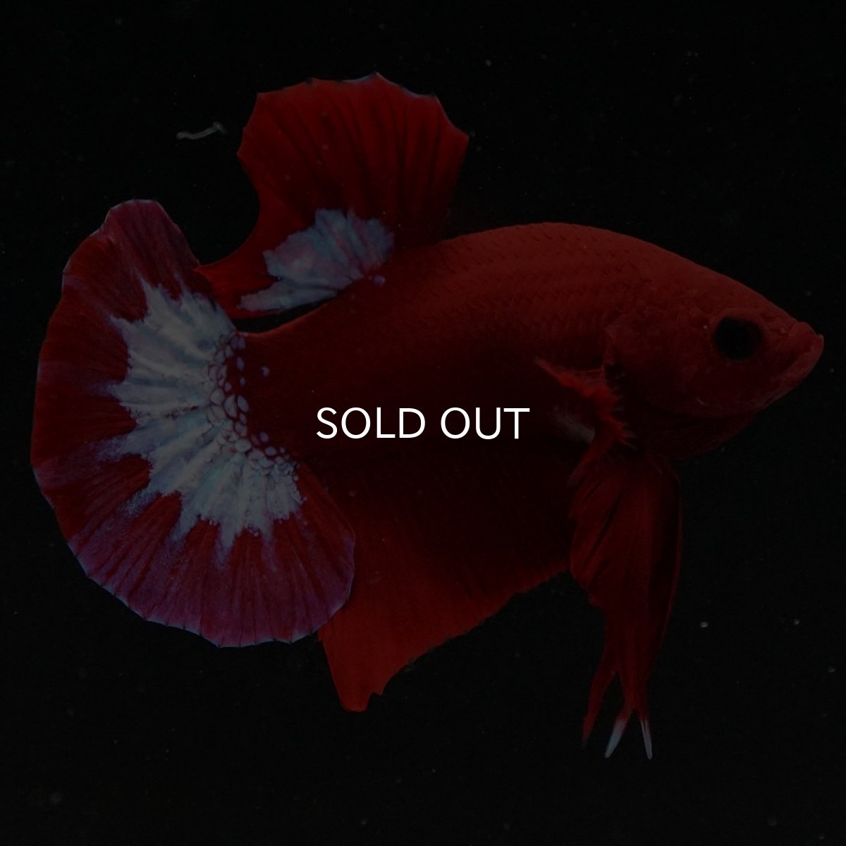 画像2: HMPK　ヘルボーイ (2)