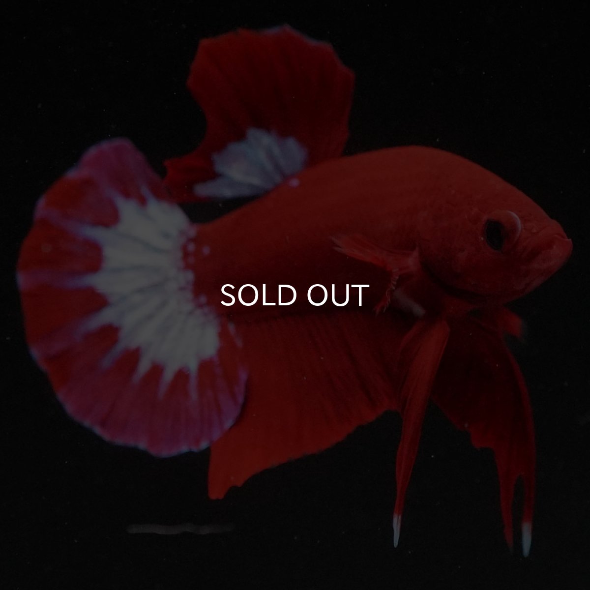 画像6: HMPK　ヘルボーイ (6)