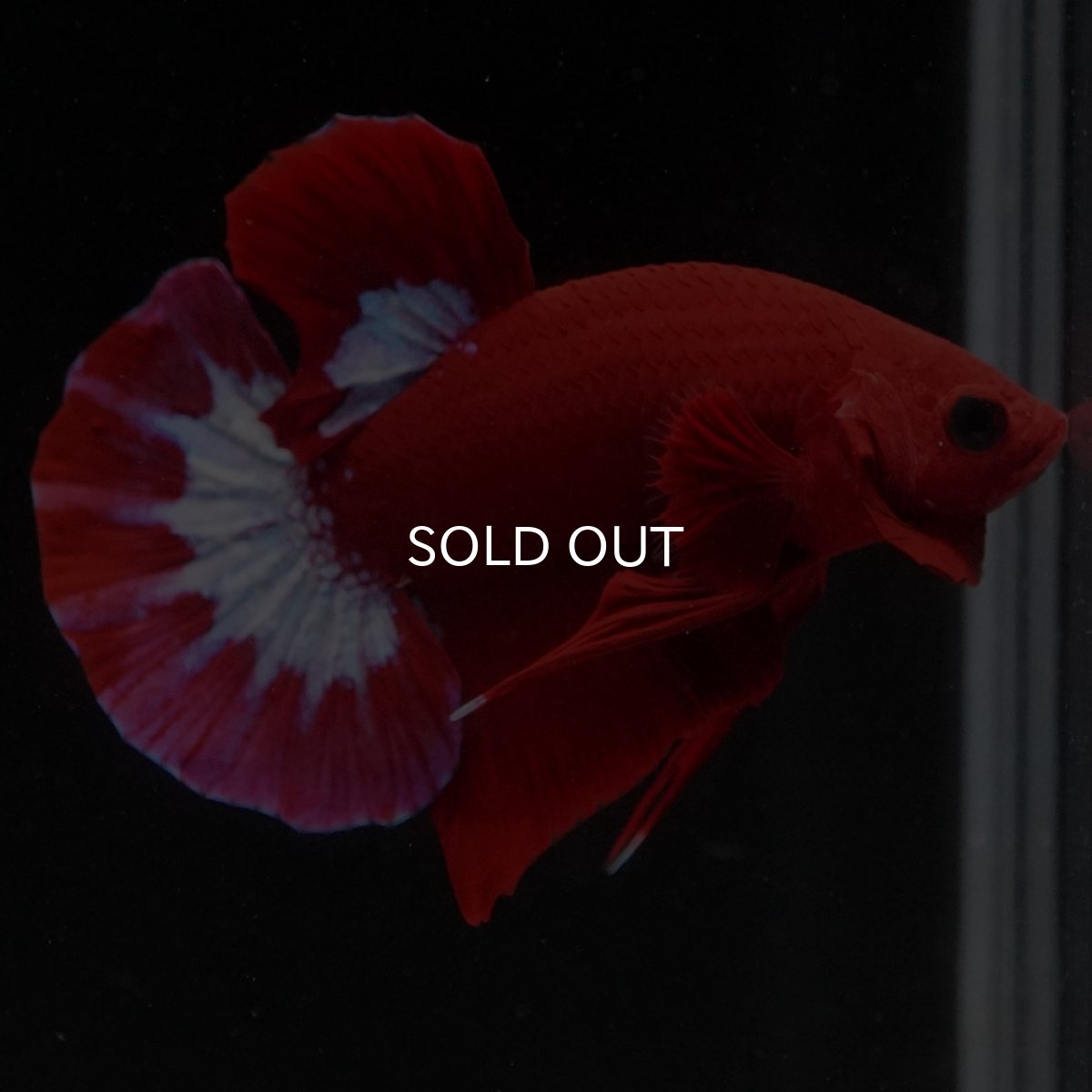 画像4: HMPK　ヘルボーイ (4)