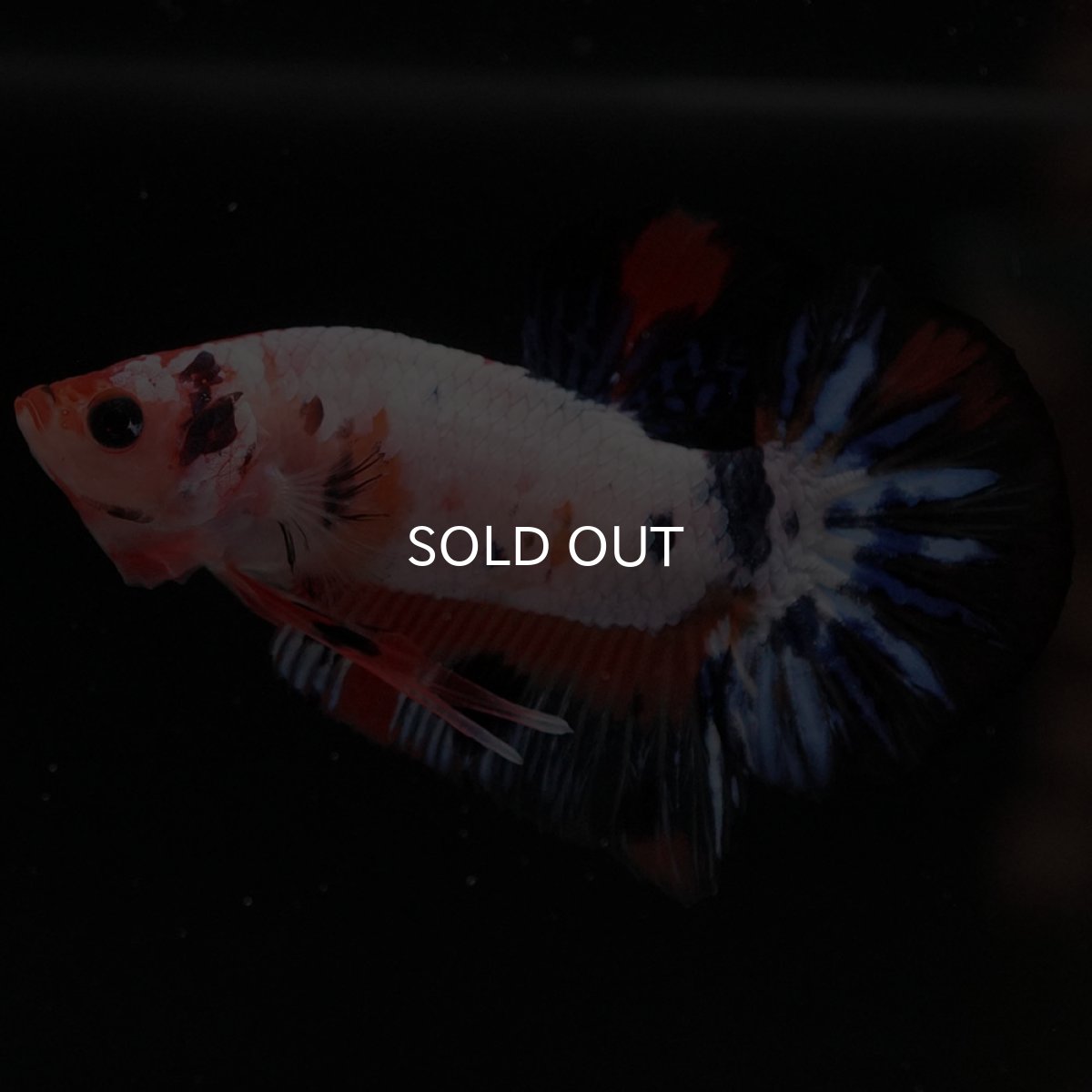 画像5: HMPK　ファンシー (5)