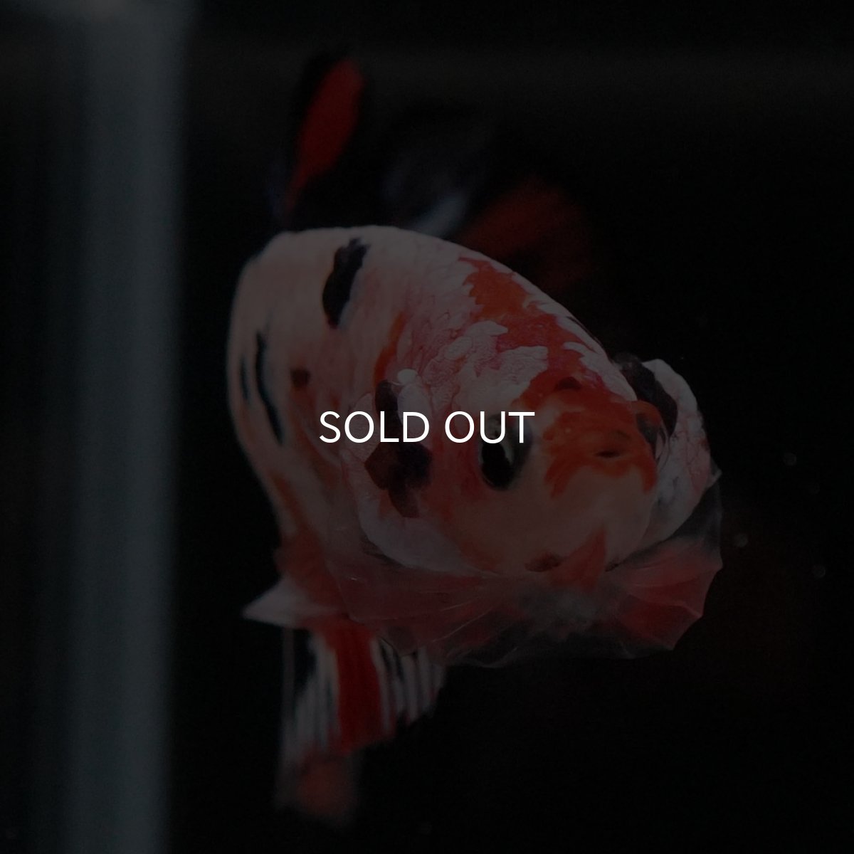 画像7: HMPK　ファンシー (7)