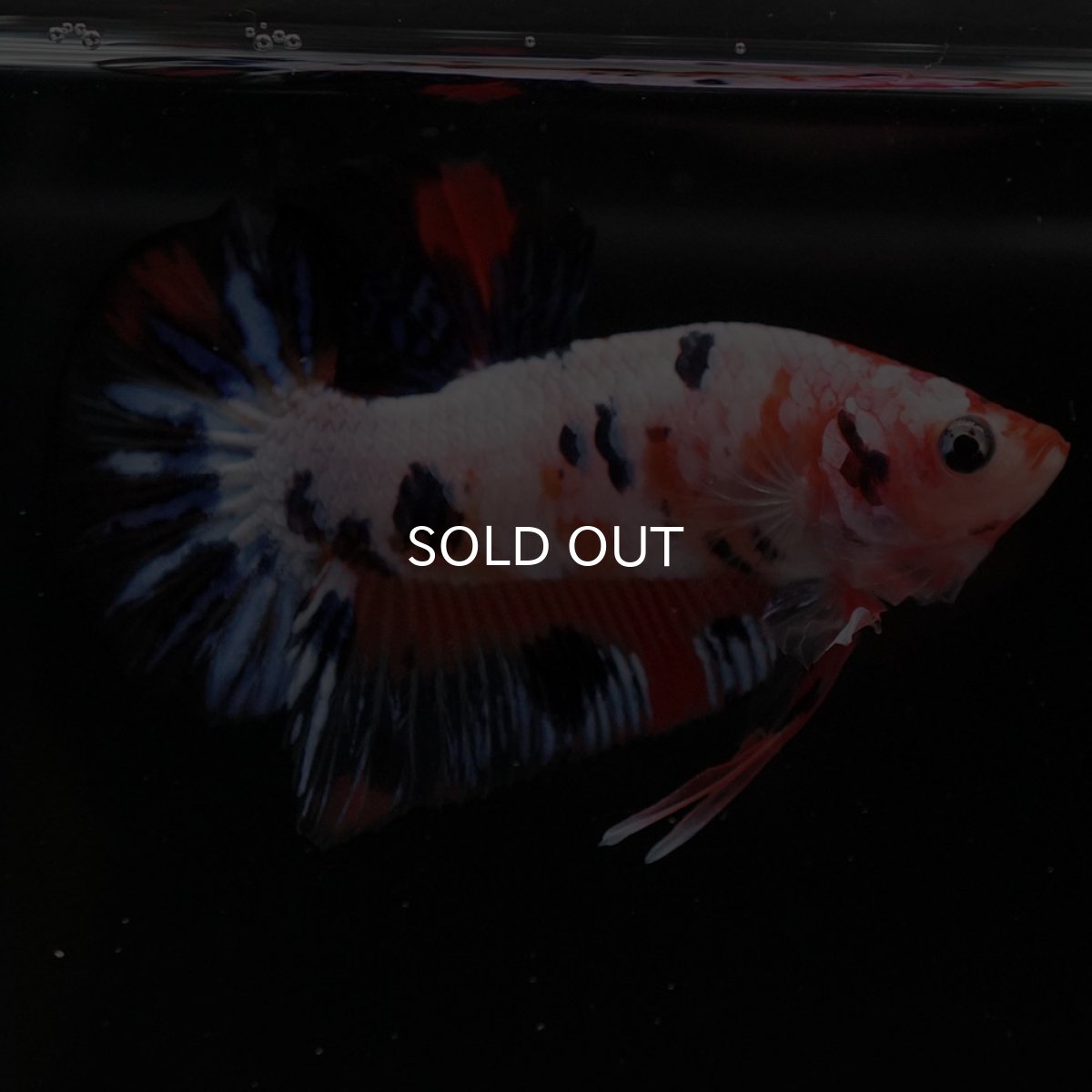 画像2: HMPK　ファンシー (2)