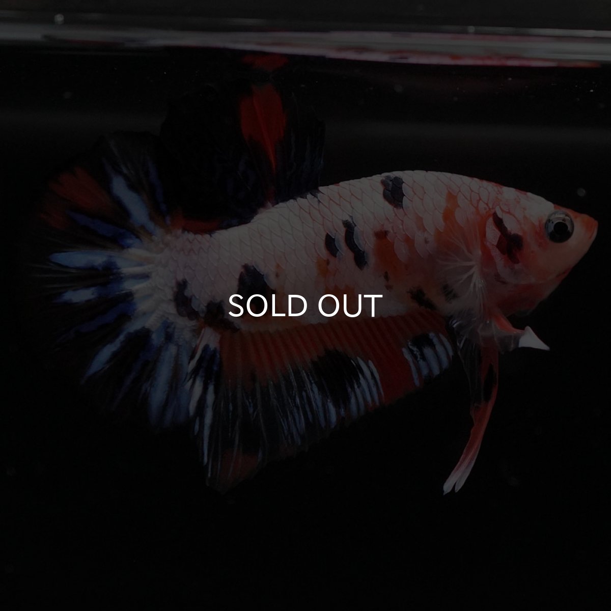 画像6: HMPK　ファンシー (6)