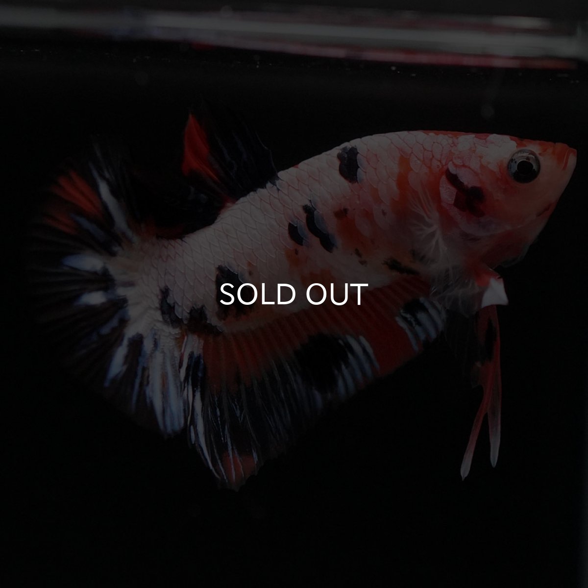 画像4: HMPK　ファンシー (4)