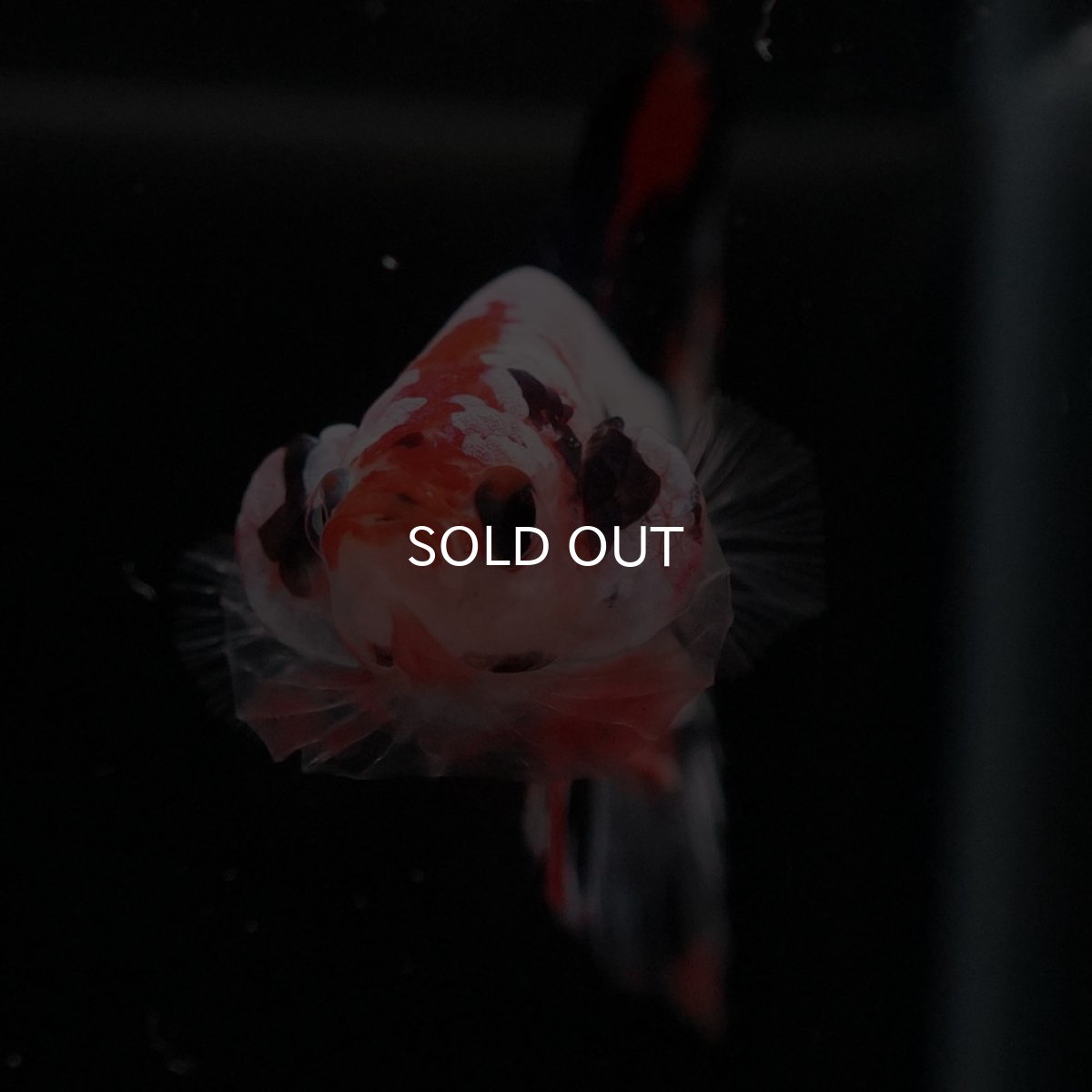 画像3: HMPK　ファンシー (3)