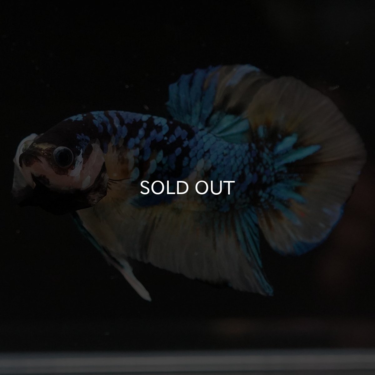 画像7: HMPK　イエロータイガーギャラクシー (7)