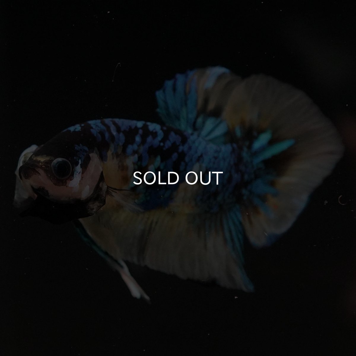 画像2: HMPK　イエロータイガーギャラクシー (2)