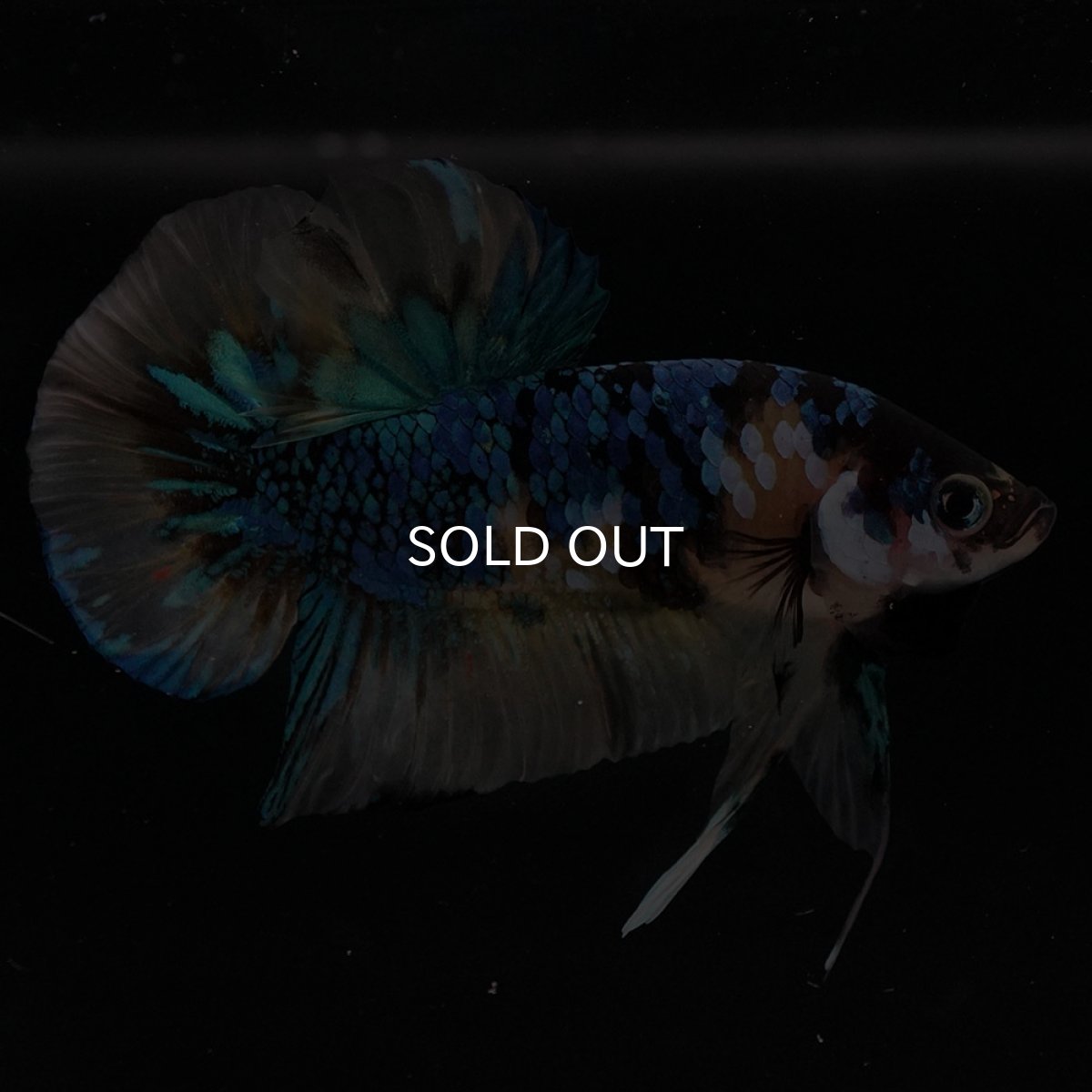 画像5: HMPK　イエロータイガーギャラクシー (5)