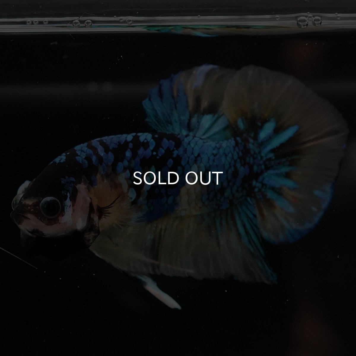 画像6: HMPK　イエロータイガーギャラクシー (6)