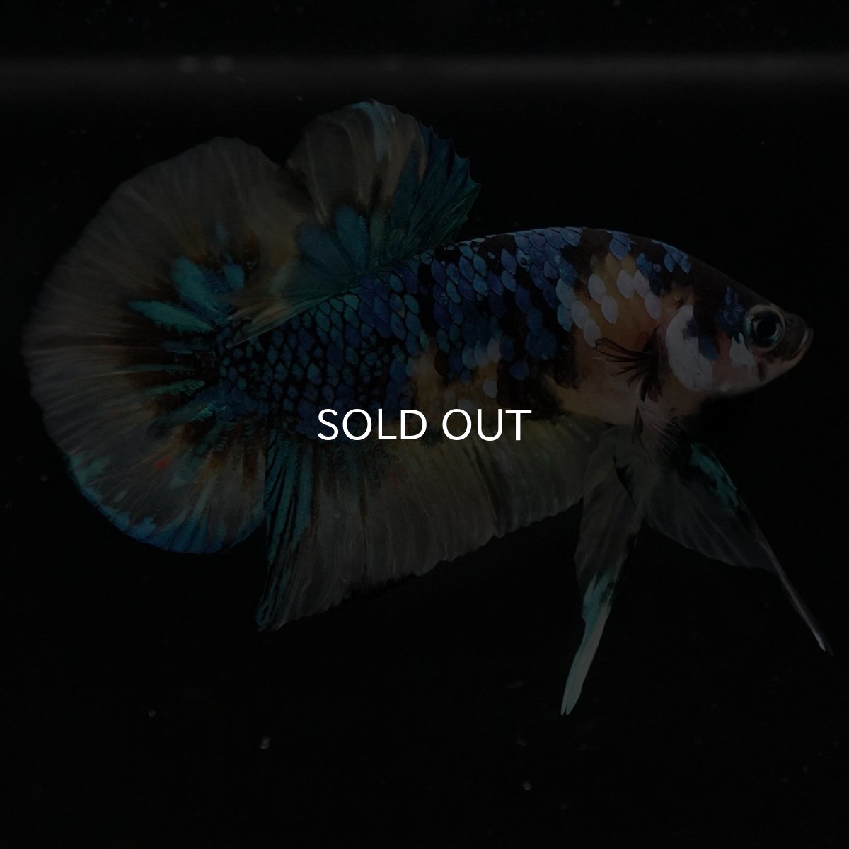 画像3: HMPK　イエロータイガーギャラクシー (3)