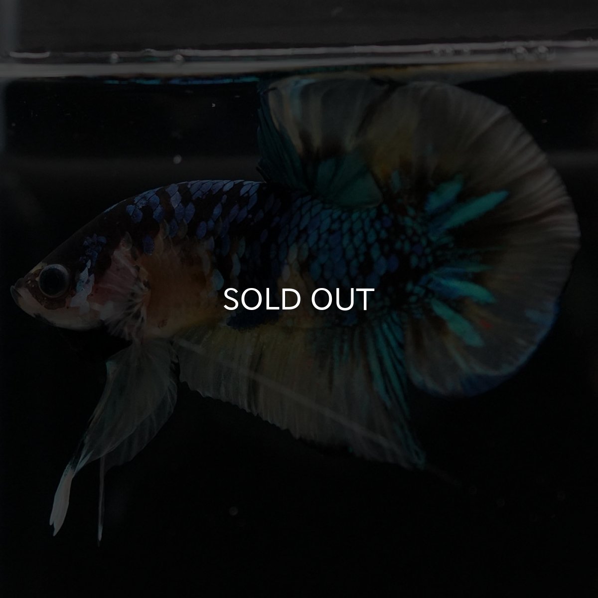 画像4: HMPK　イエロータイガーギャラクシー (4)