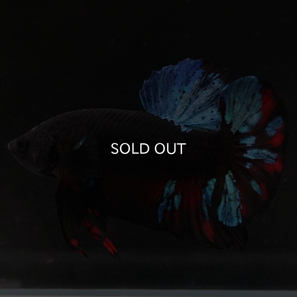 画像6: HMPK ブラックスター (6)