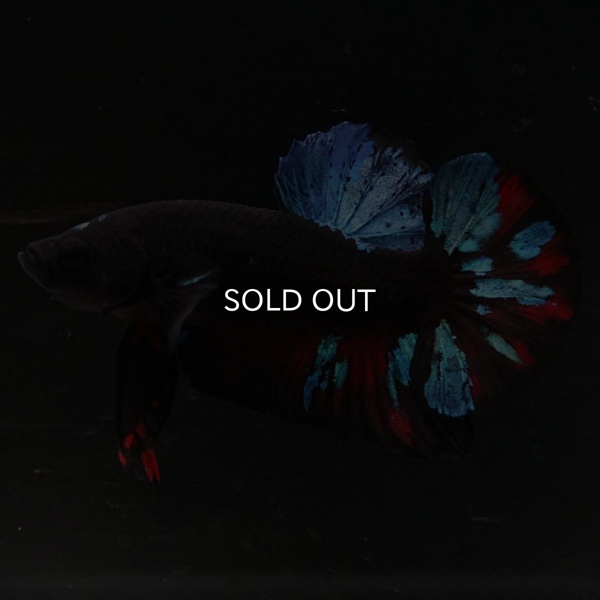 画像2: HMPK ブラックスター (2)