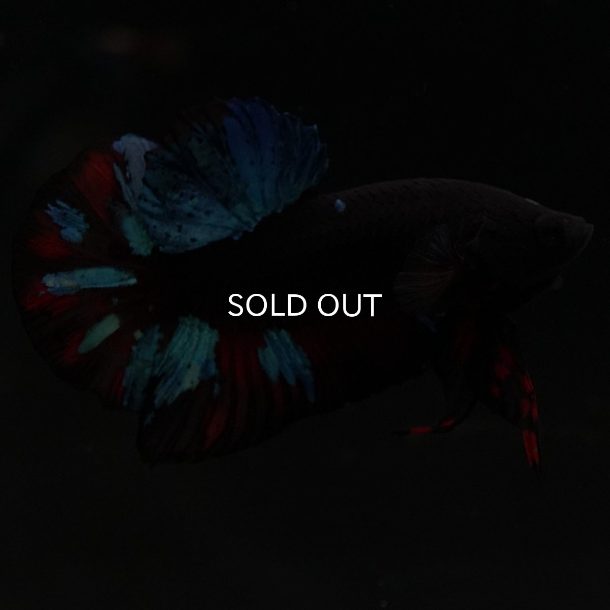 画像5: HMPK ブラックスター (5)