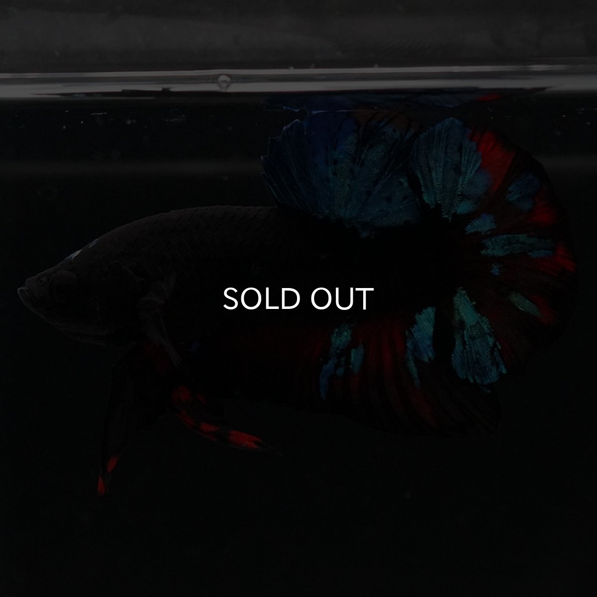 画像4: HMPK ブラックスター (4)