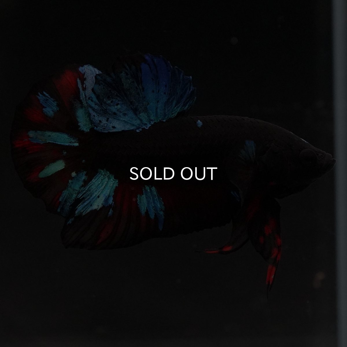 画像3: HMPK ブラックスター (3)