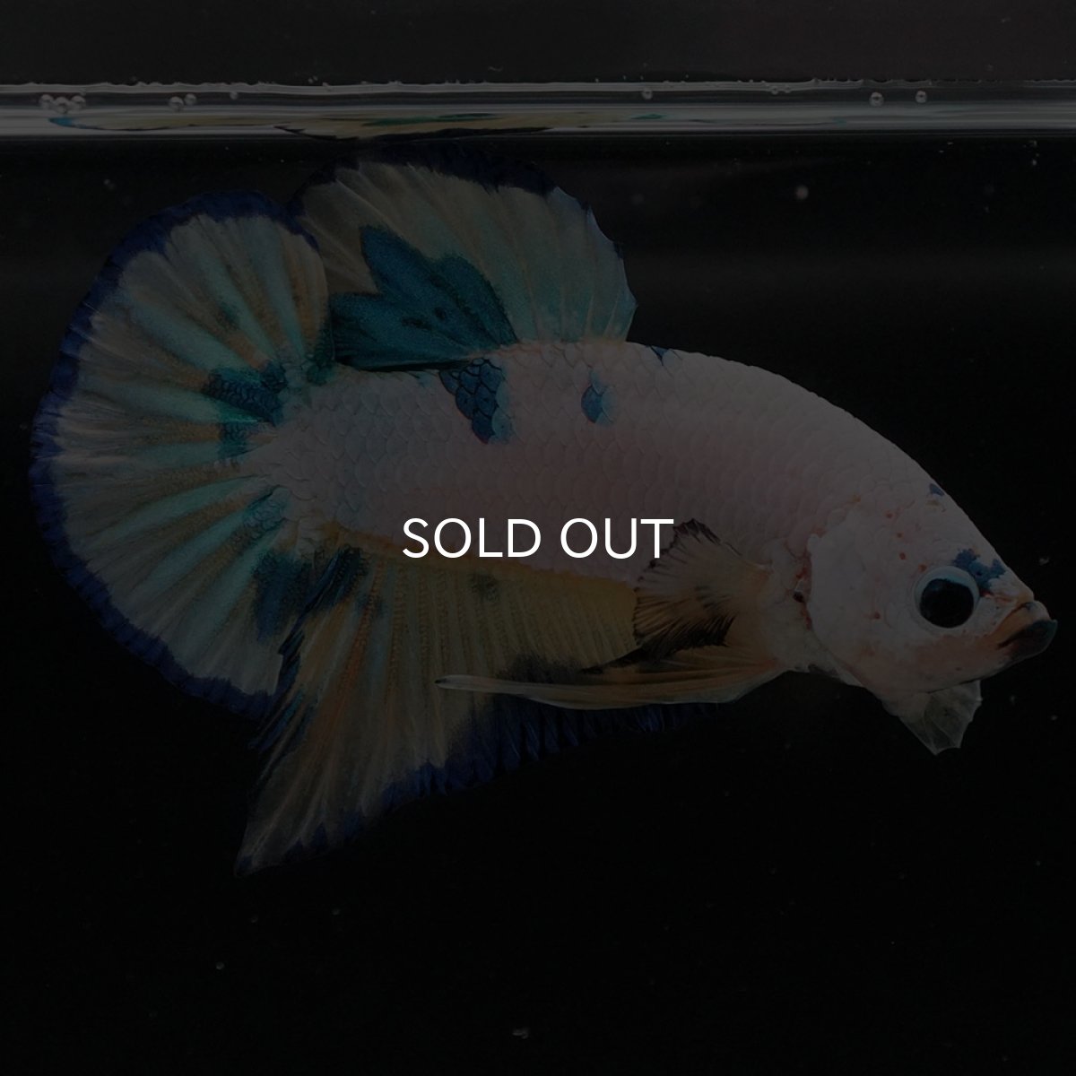 画像8: HMPK ホワイトファンシー (8)