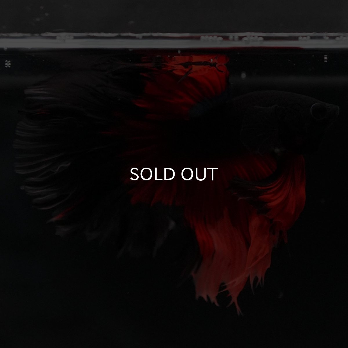 画像8: HM　レッドデビル　ローズテール (8)