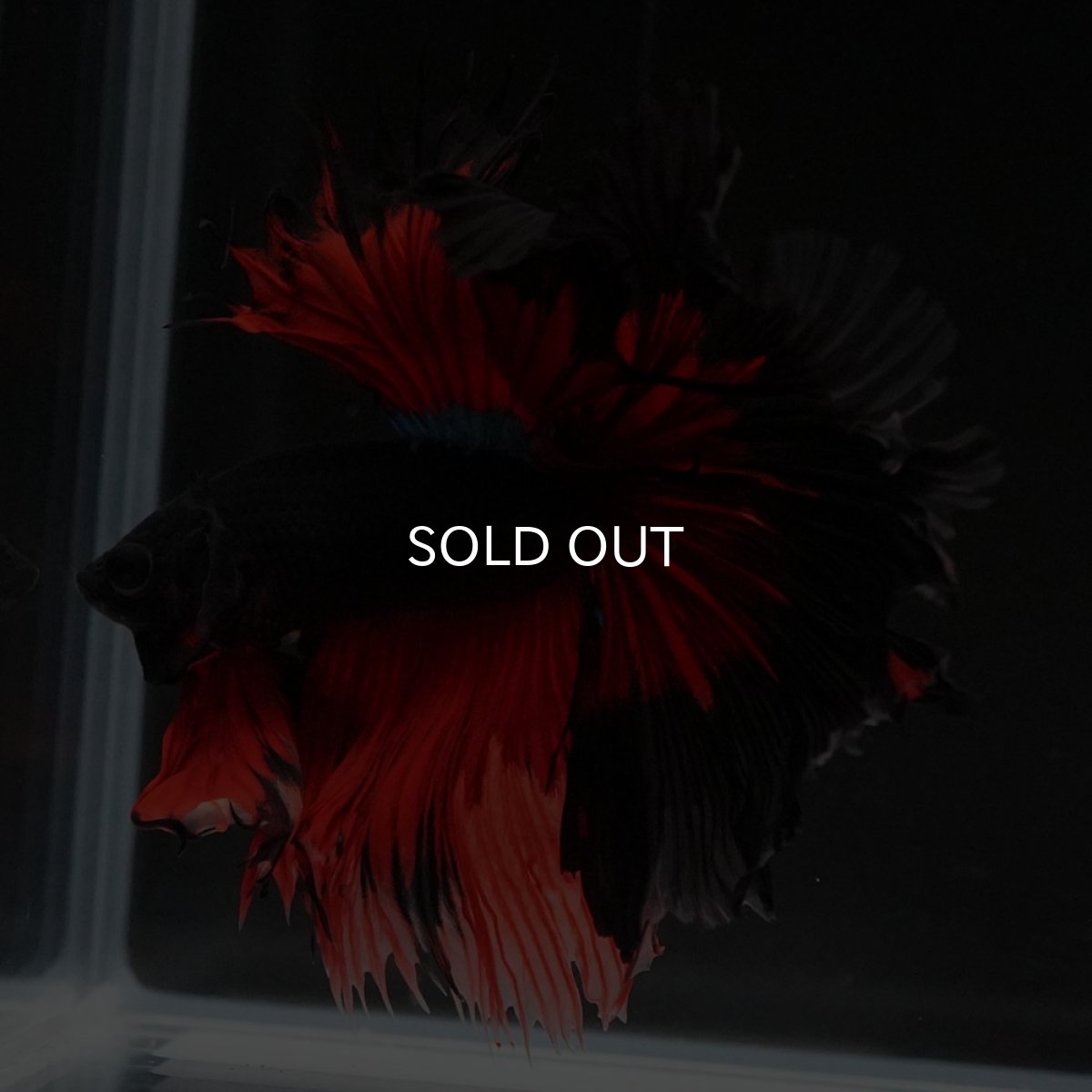 画像7: HM　レッドデビル　ローズテール (7)