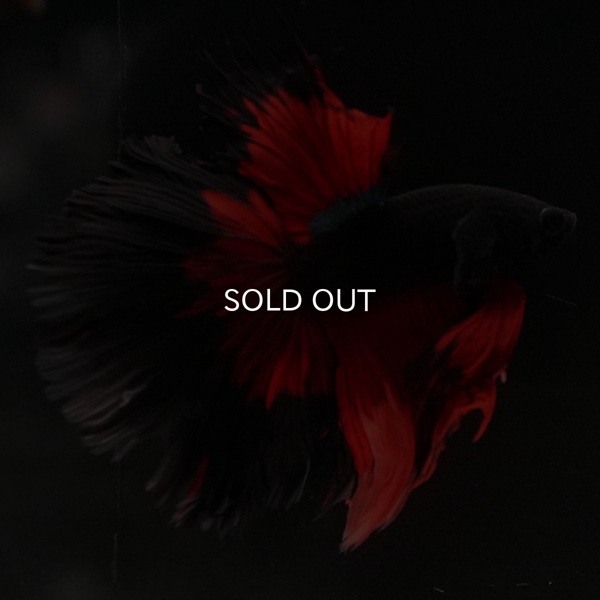 画像6: HM　レッドデビル　ローズテール (6)