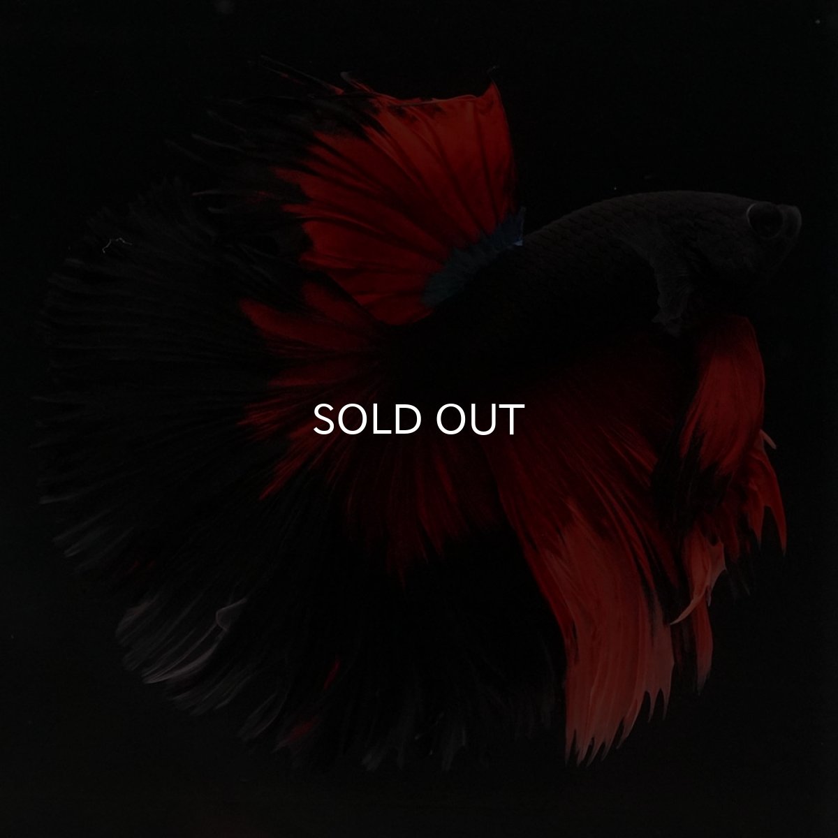 画像2: HM　レッドデビル　ローズテール (2)