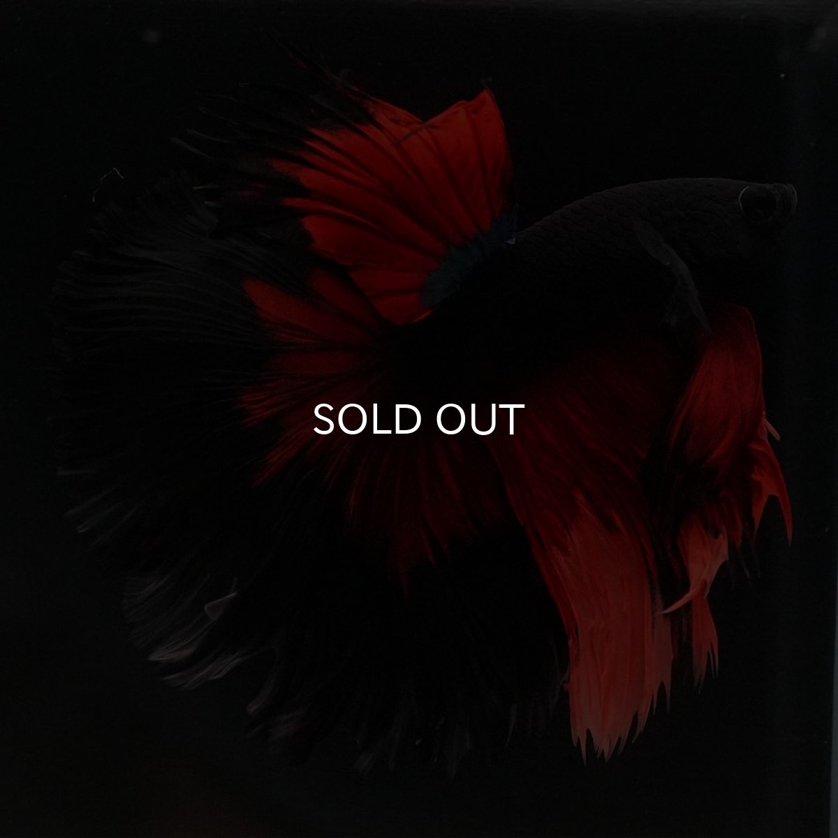 画像4: HM　レッドデビル　ローズテール (4)