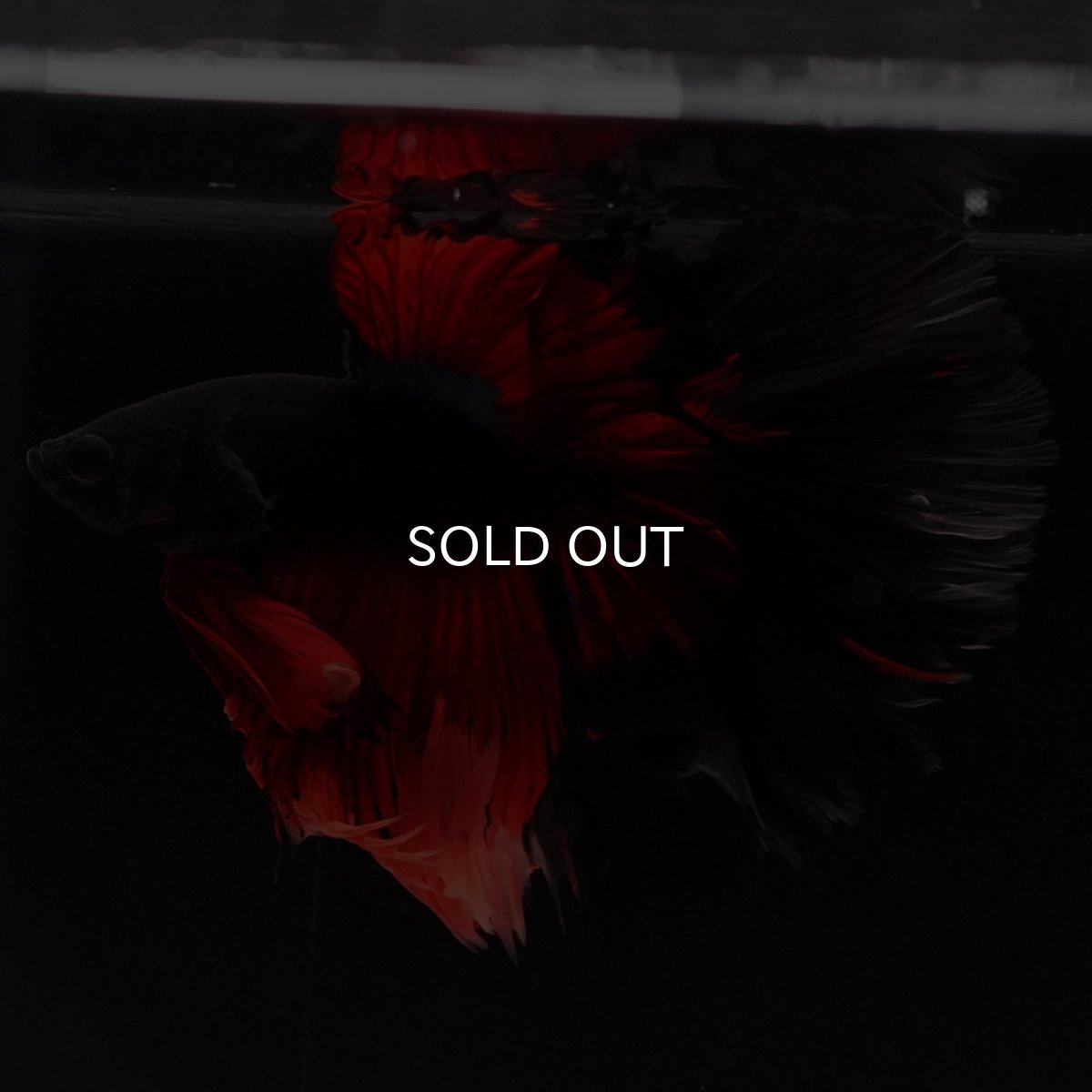 画像5: HM　レッドデビル　ローズテール (5)