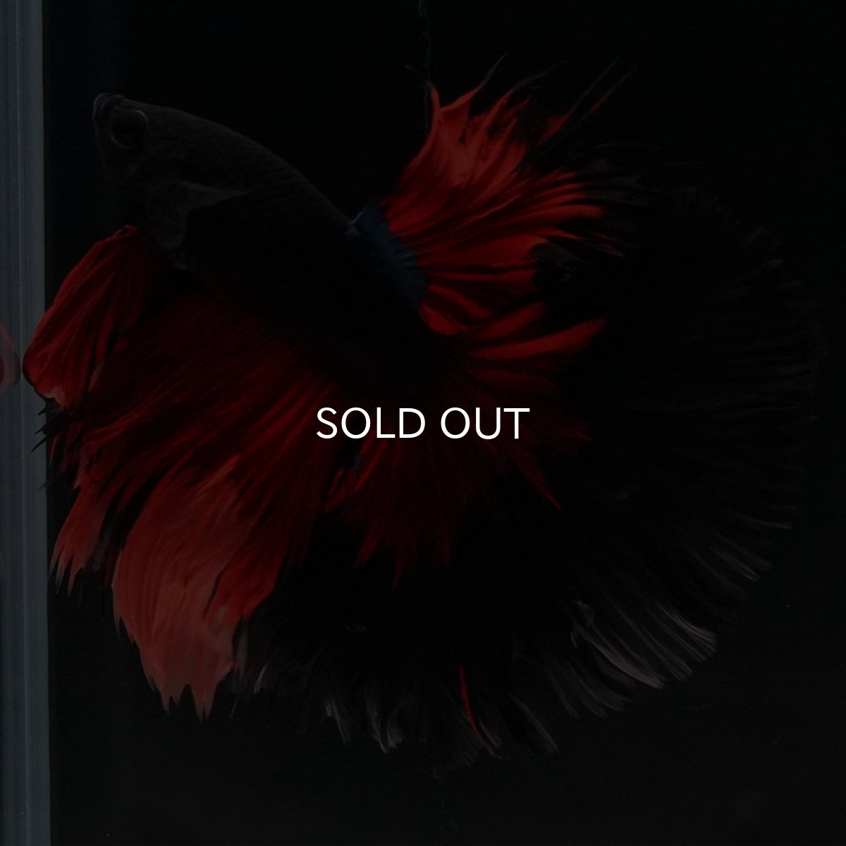 画像3: HM　レッドデビル　ローズテール (3)