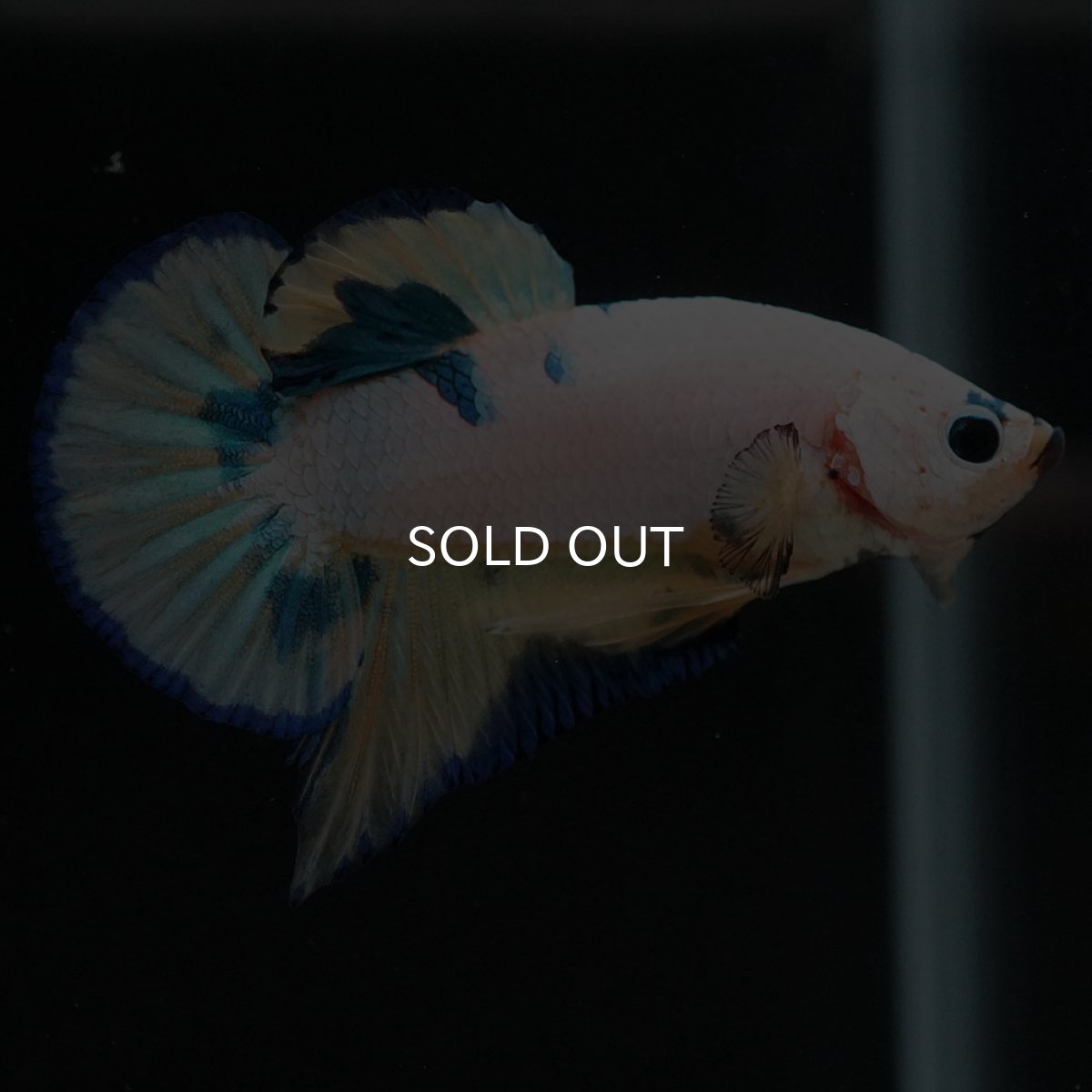 画像7: HMPK ホワイトファンシー (7)