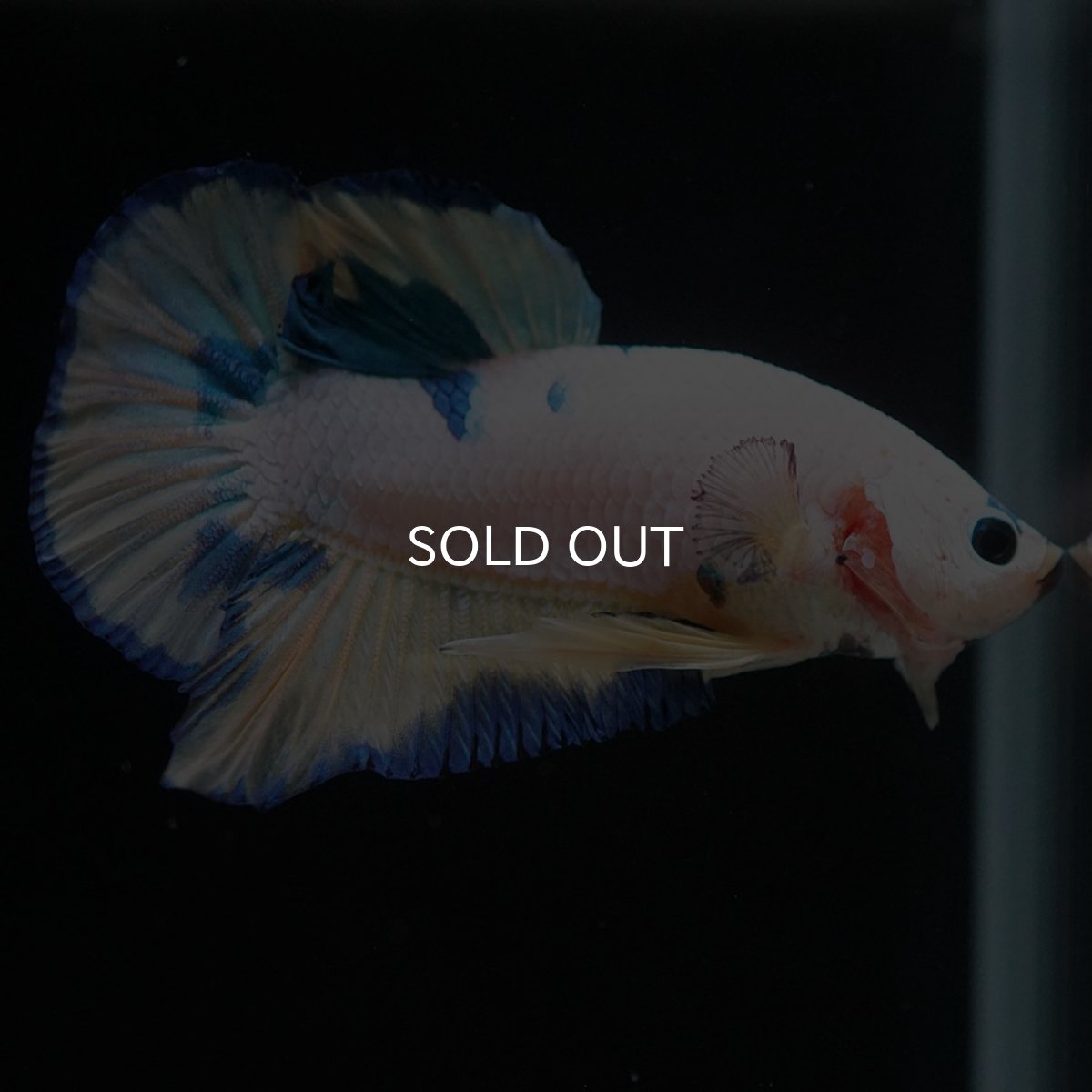 画像6: HMPK ホワイトファンシー (6)