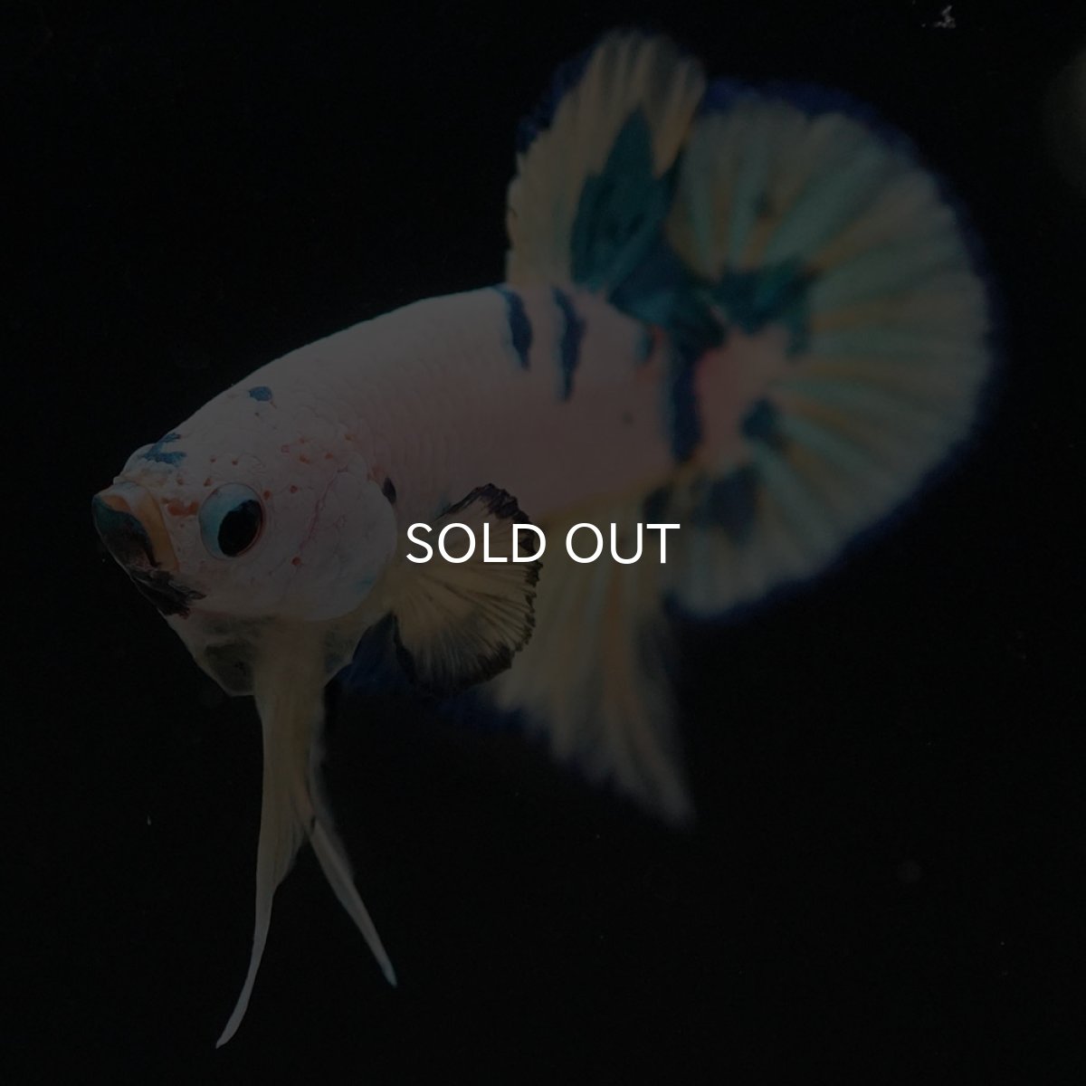 画像5: HMPK ホワイトファンシー (5)