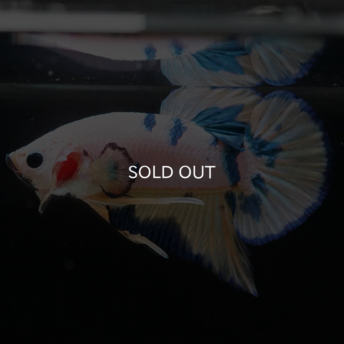 画像3: HMPK ホワイトファンシー (3)