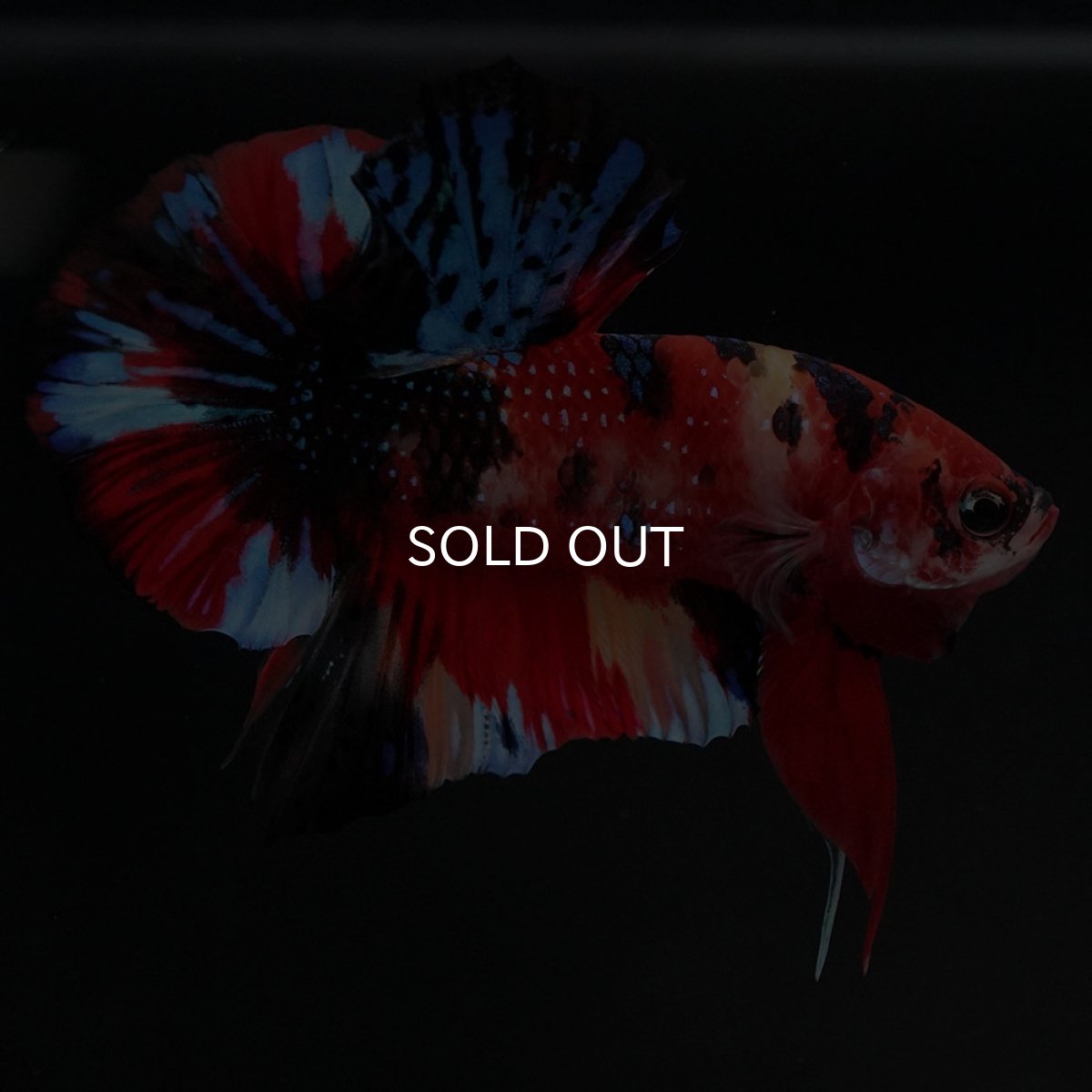 画像10: HMPK キャンディ (10)