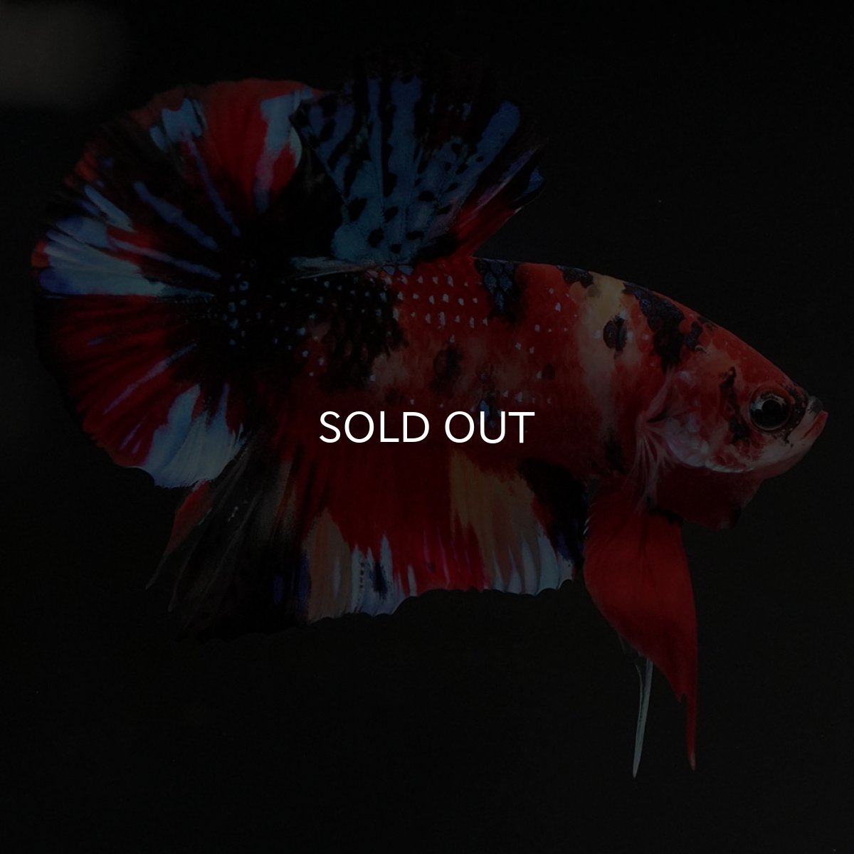 画像4: HMPK キャンディ (4)