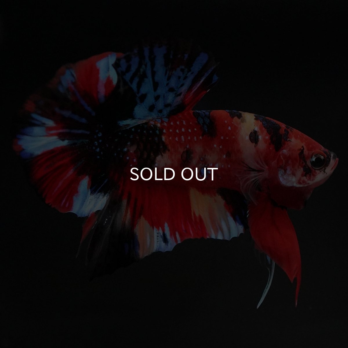 画像9: HMPK キャンディ (9)