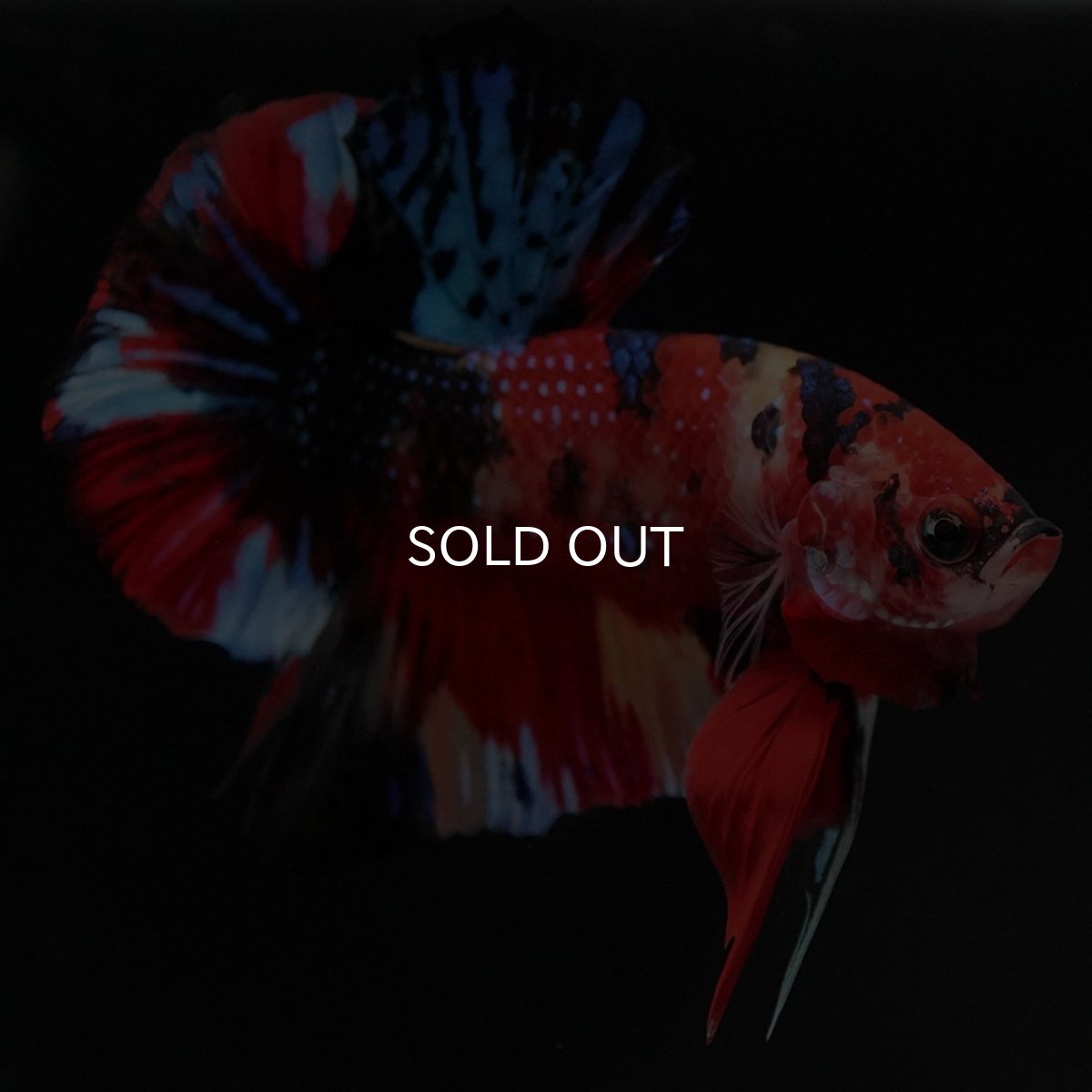 画像2: HMPK キャンディ (2)