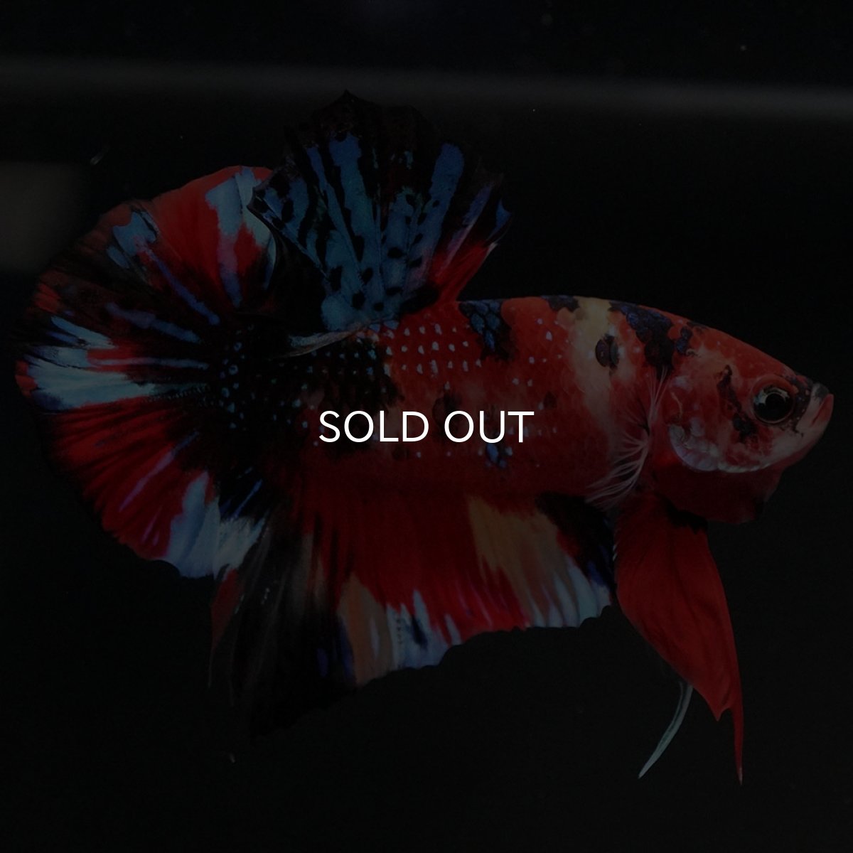 画像8: HMPK キャンディ (8)