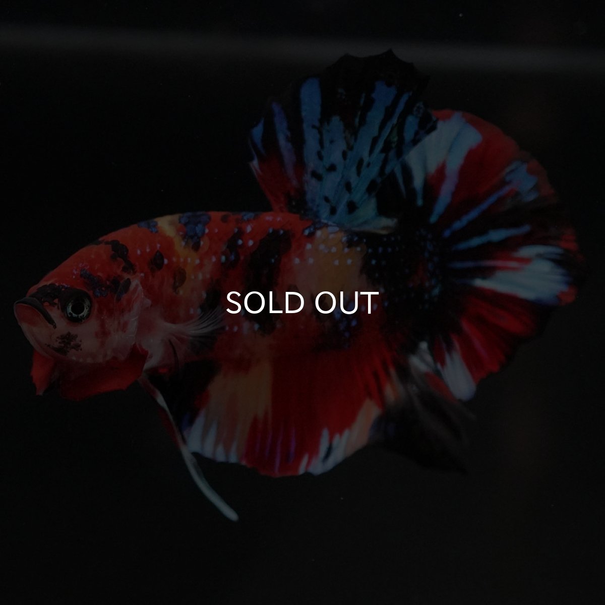 画像7: HMPK キャンディ (7)