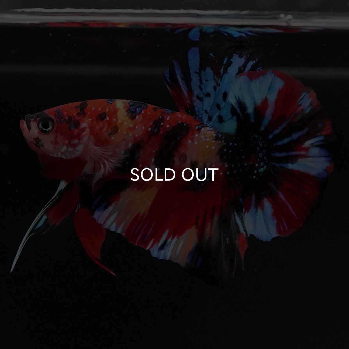 画像5: HMPK キャンディ (5)