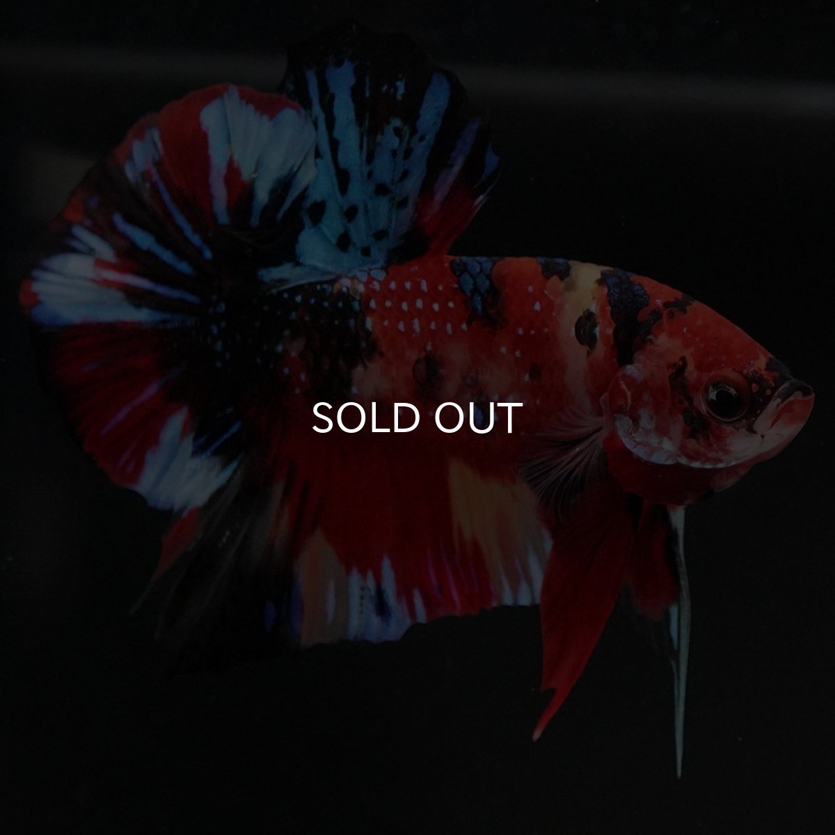 画像6: HMPK キャンディ (6)