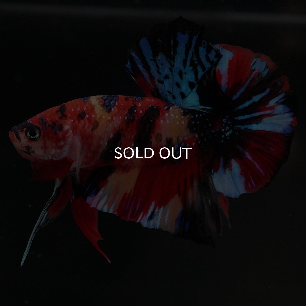 画像3: HMPK キャンディ (3)