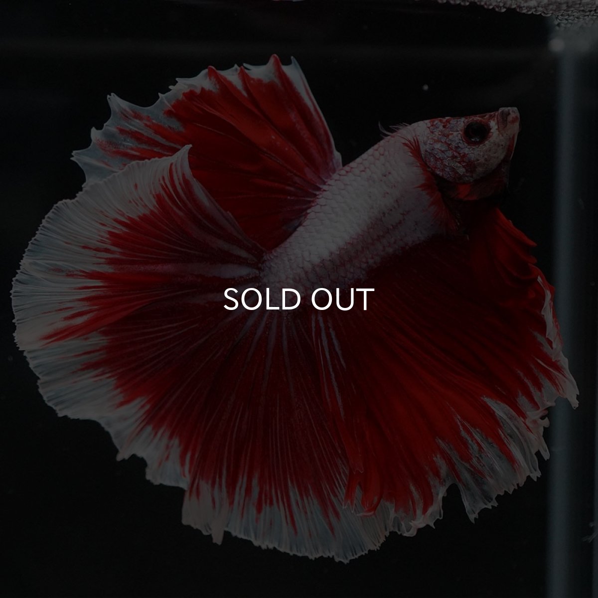 画像4: HM　ラベンダーバタフライ (4)