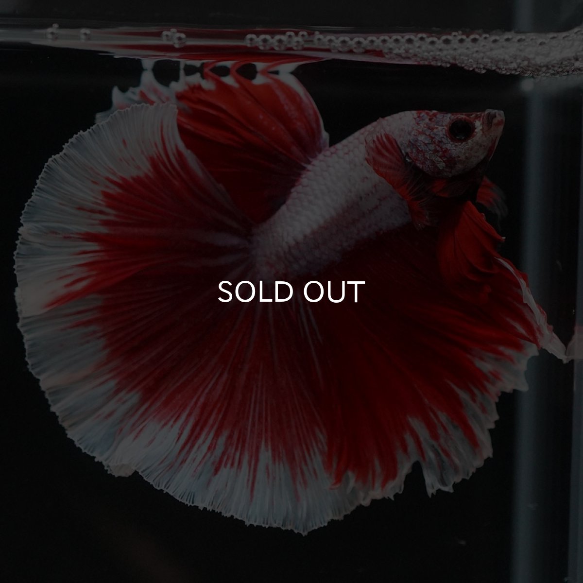 画像6: HM　ラベンダーバタフライ (6)