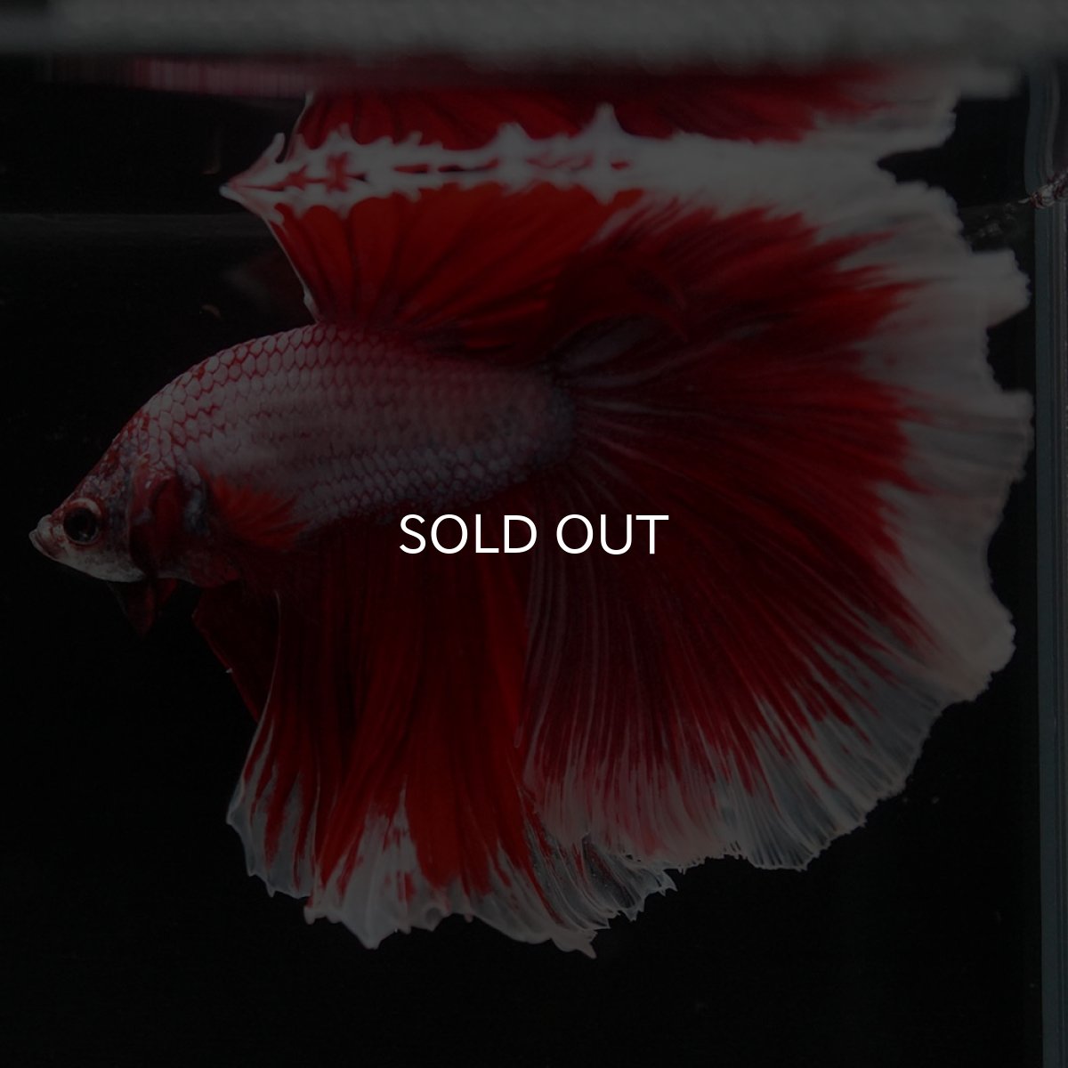 画像5: HM　ラベンダーバタフライ (5)