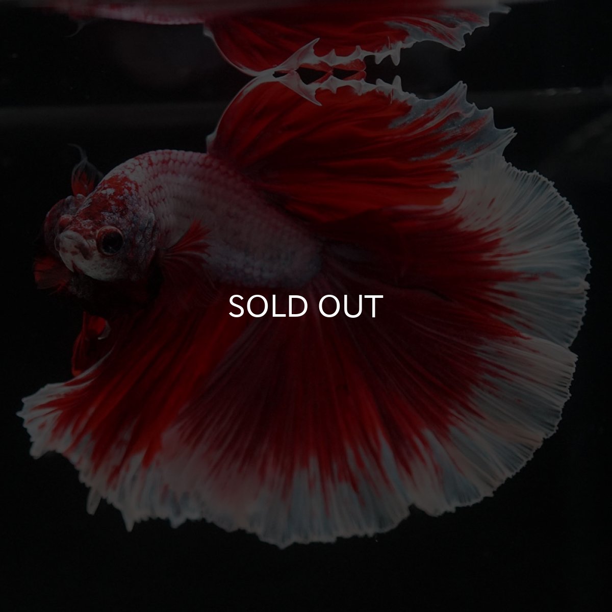 画像3: HM　ラベンダーバタフライ (3)