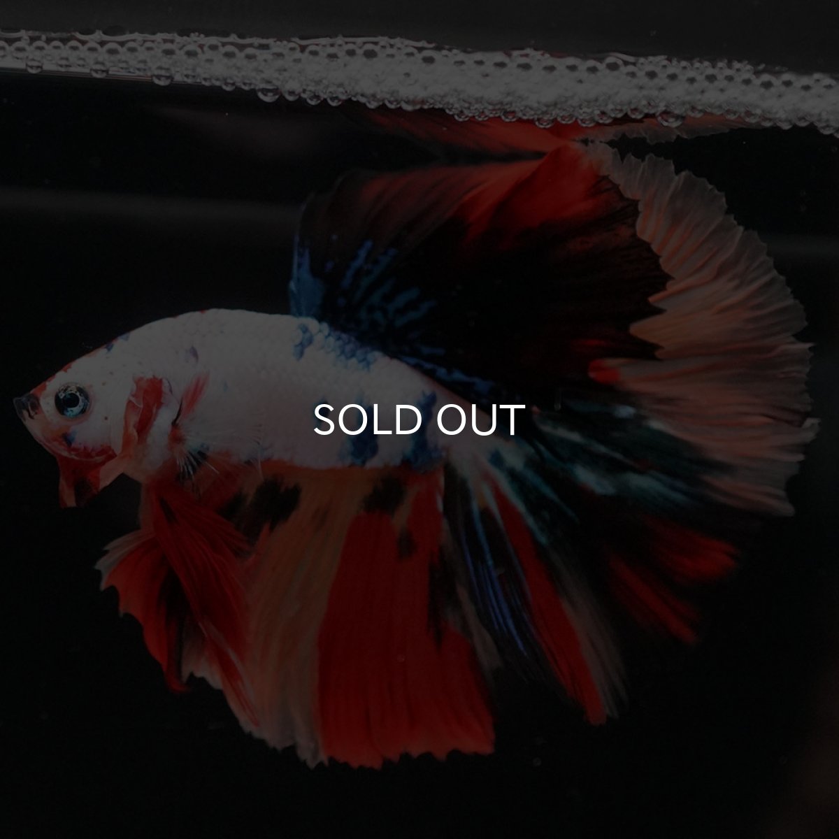 画像3: HM　ホワイトファンシー (3)