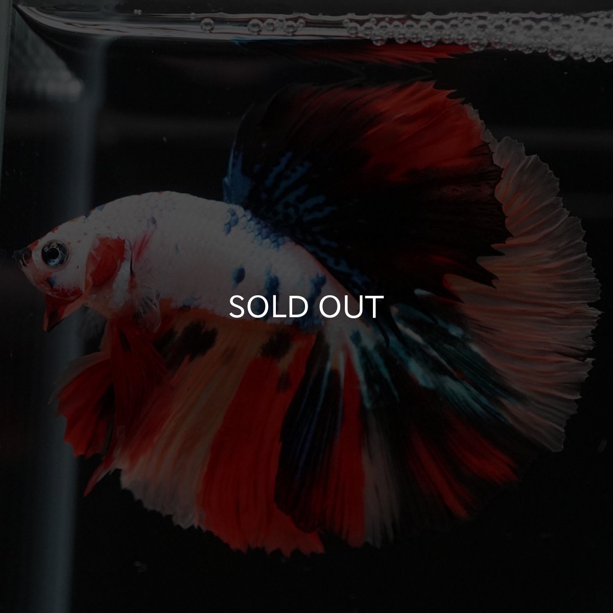 画像5: HM　ホワイトファンシー (5)