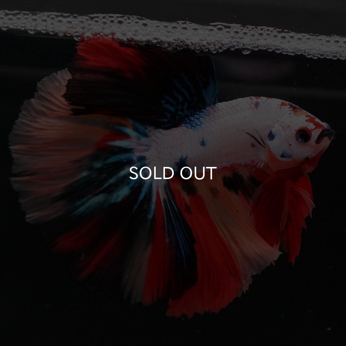 画像6: HM　ホワイトファンシー (6)