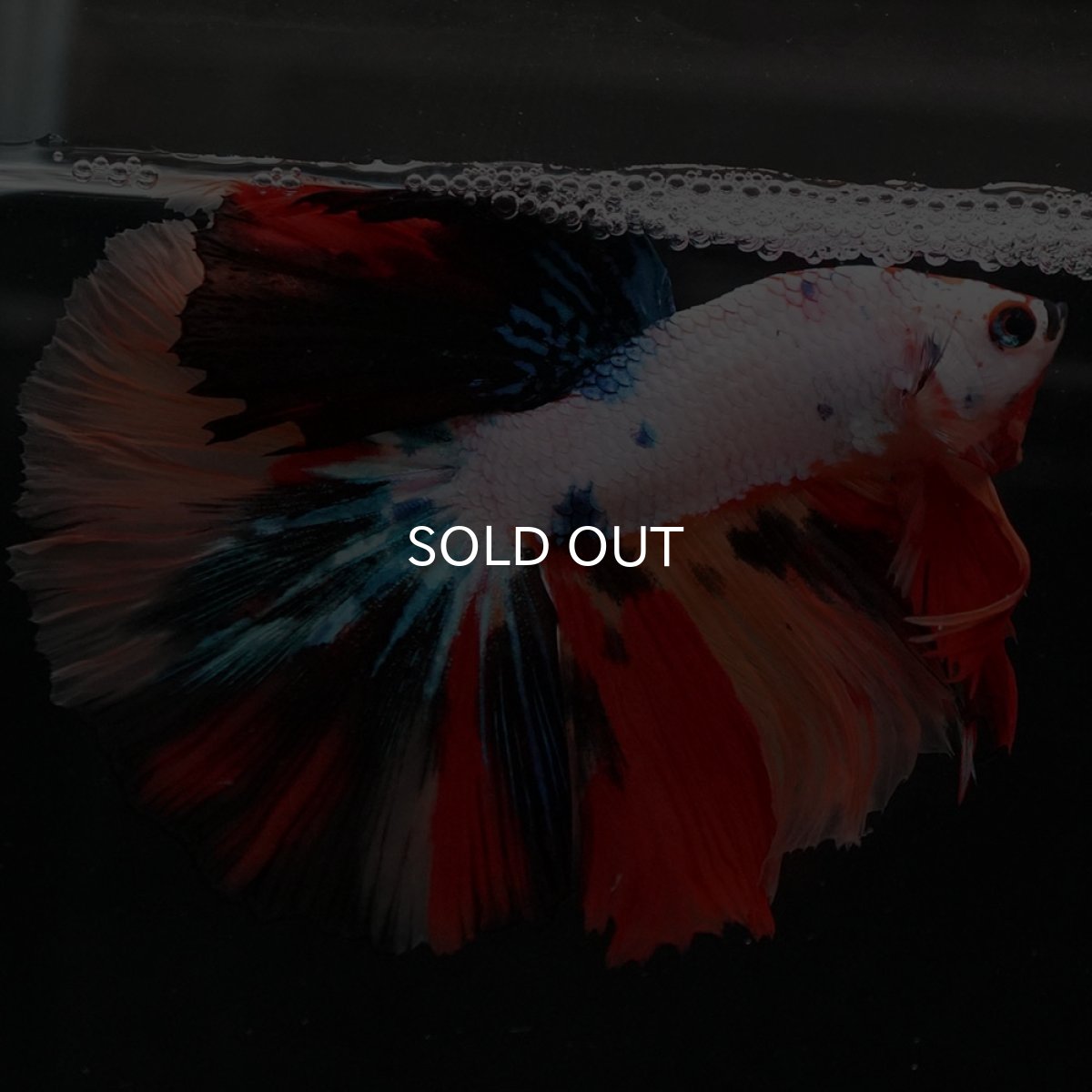 画像4: HM　ホワイトファンシー (4)