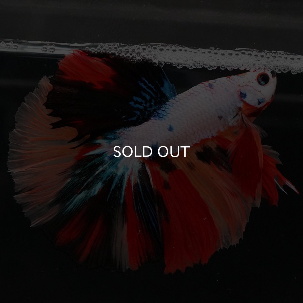 画像2: HM　ホワイトファンシー (2)